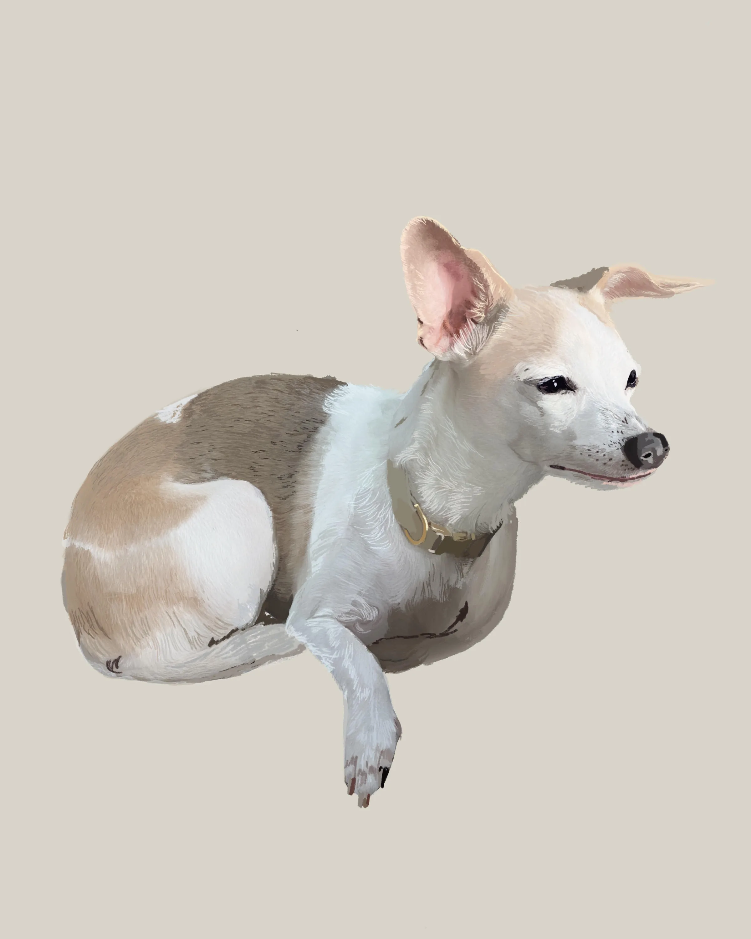 Meli the Chihuahua